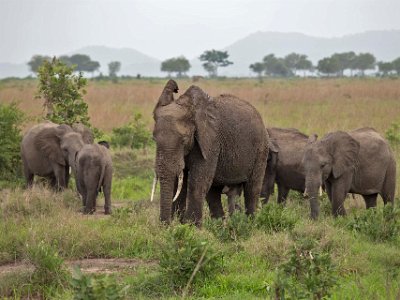 Elefanter i Mikumi np, Tanzania Savannelefant eller stäppelefant (Loxodonta africana) är en art i släktet afrikanska elefanter och världens största landdjur. På grund av jakten efter elfenben...