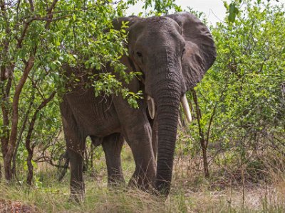 Elefant i Ruaha np i Tanzania Gammal ensam elefanthanne