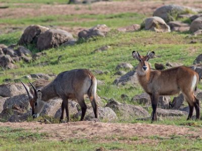 Elipsvattenbockar i Ruaha np, Tanzania