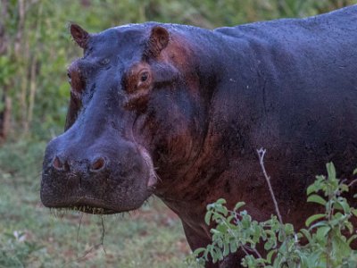 Flodhäst i Ruaha np, Tanzania Flodhäst (Hippopotamus amphibius blir 3–4,2 m lång och 1,6 m hög. Den väger 1500–3200 kg och är därmed världens fjärde tyngsta landlevande däggdjur, efter de...