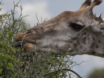Giraff käkar på buske i Ruaha np Giraff käkar på buske i Ruaha np