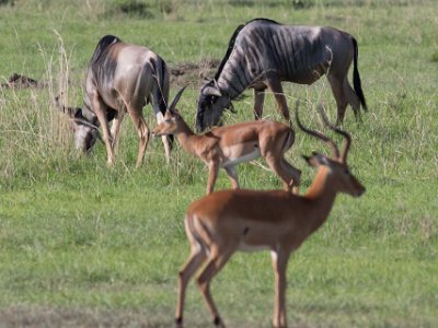 Gnuer och impala i Mikumi, Tanzania