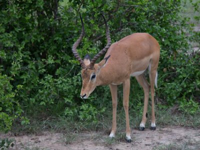 Impala i Mikumi np, Tanzania