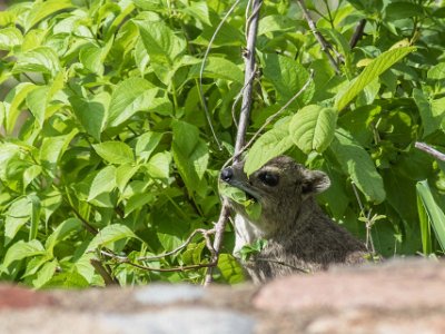 Mangust vid Ruaha River Lodge