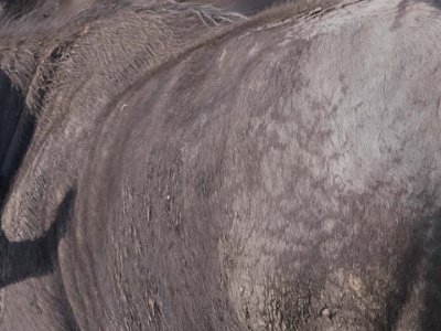 Rödnäbbad oxhackare i Mikumi nationalpark, Tanzania Rödnäbbad oxhackare (Buphagus erythrorhynchus) är en fågel i familjen oxhackare inom ordningen tättingar. Oxhackare är sociala djur som livnär sig av insekter...