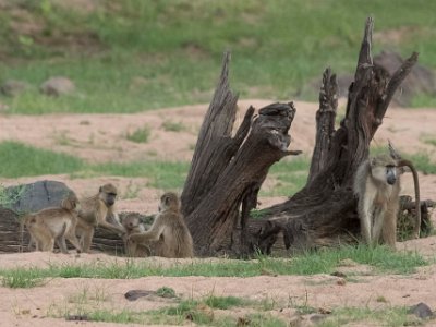 Savannbabian-famil i Ruaha np