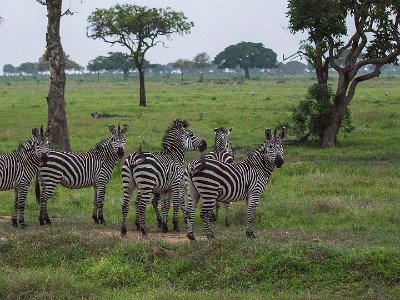 Stäppzebra i Mikumi np, Tanzania Stäppzebra (Equus quagga), även vanlig zebra, tillör familjen hästdjur (Equidae) och ordningen uddatåiga hovdjur (Perissodactyla). Dessa djur är mycket sociala...