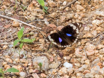 Fjäril i Ruaha np, Tanzania