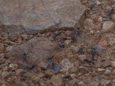 Vandrarmyror i Mikumi np, Tanzania Vandrarmyror, vandringsmyror, är en typ av myror. De utgör inte en naturlig enhetlig grupp, utan flera oberoende grupper av myror – oftast arter inom...