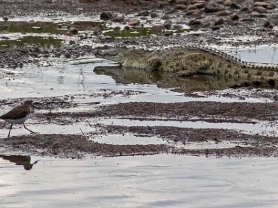 Drillsnäppa och krokodil vid Ruahafloden