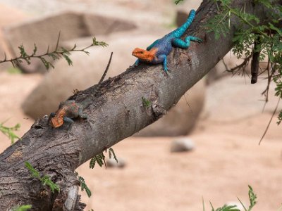 Klippagam, hane och hone i Ruaha nationalpark, Tanzania