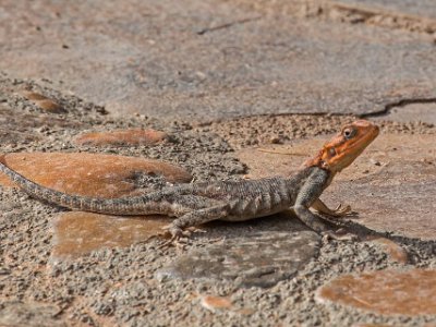 Agam-ödla i Ruaha nationalpark,Tanzania