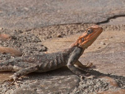 Agam-ödla i Ruaha nationalpark,Tanzania