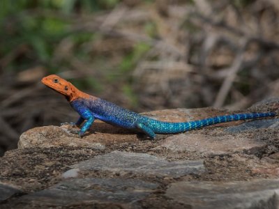 Amarantödla, Ruaha nationalpark, Tanzania