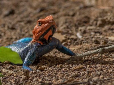 Amarantödla, Ruaha nationalpark, Tanzania Klippagamen (Agama lionotus elgonis) lever huvudsakligen på insekter.