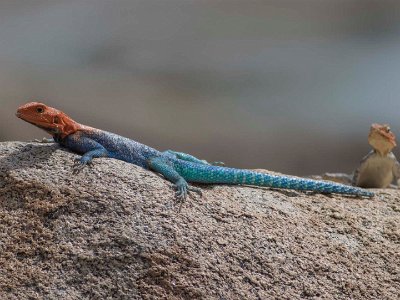Klippagamdla hane och hona Ruaha nationalpark, Tanzania Klippagamen (Agama lionotus elgonis) lever huvudsakligen på insekter.
