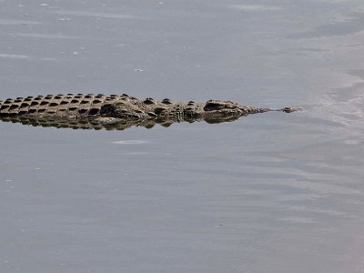 Krokodil nedanför Ruaha River-bron