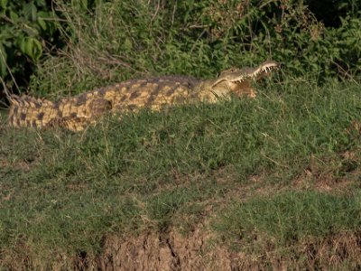 Krokodil i Mikumi nationalpark, Tanzania Solvarm krokodil vid flodhästdammen