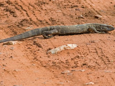 Stäppvaran korsar vägen i Ruaha np, Tanzania Stäppvaran (Varanus exanthematicus) är en ödla som tillhör familjen varaner som förekommer i stäpp och savann i norra och centrala Afrika. Den blir upp mot en...