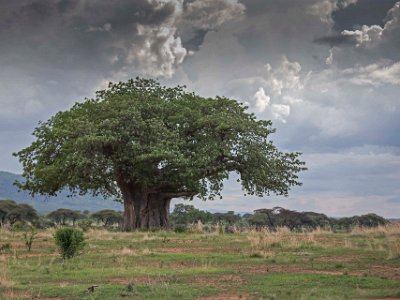 Apbrödsträd i Ruaha nationalpark Baobab eller apbrödsträdet (Adansonia digitata) är en av de åtta arterna inom växtsläktet baobabträd, inom familjen malvaväxter. Det är ett karaktärsträd på den...