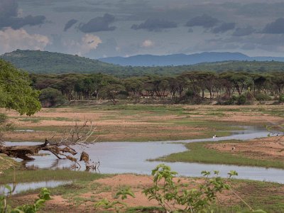 Ruaha nationalpark i Tanzania