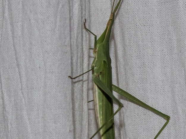 Insekter i Tanzania