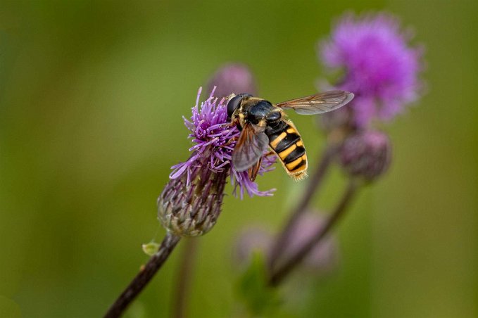 Blomfluga Blomfluga på rödklint vid älven nedanför Tjärnshaget 1.