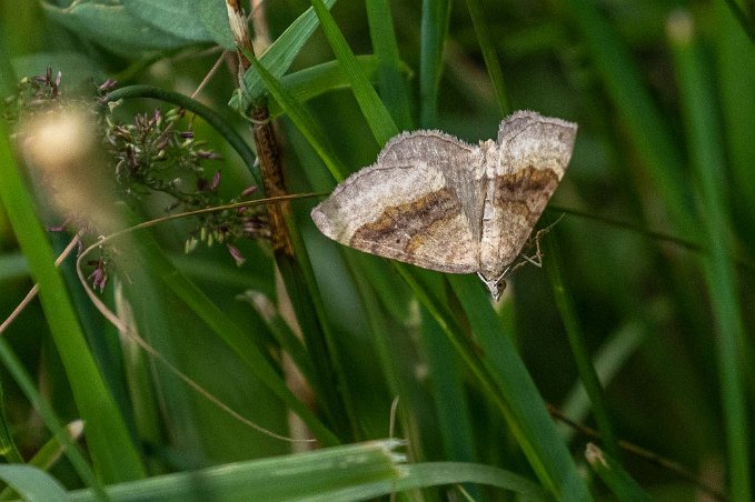 Gulbrokigt slåtterfly Gulbrokigt slåtterfly (Euclidia glyphica) vid Tjärnshaget 1.