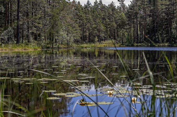 Rastplats vid Ristjärn Den vackra rastplatsen vid Ristjärn mellan Karlskoga och Kristinehamn.