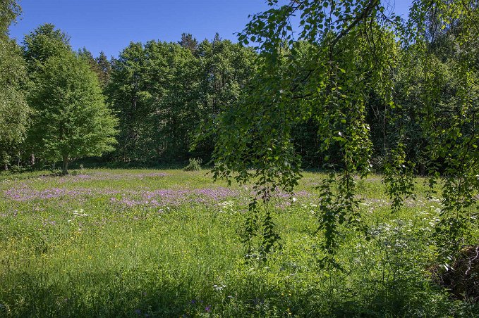 Björskogsnäs naturreservat Blommande äng i Björskogsnäs naturreservat.