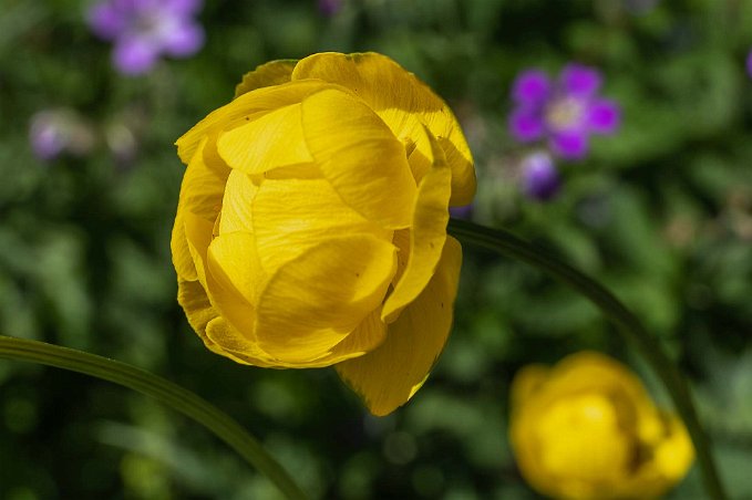 Smörboll Smörboll (Trollius europaeus) i Björskogsnäs naturreservat .