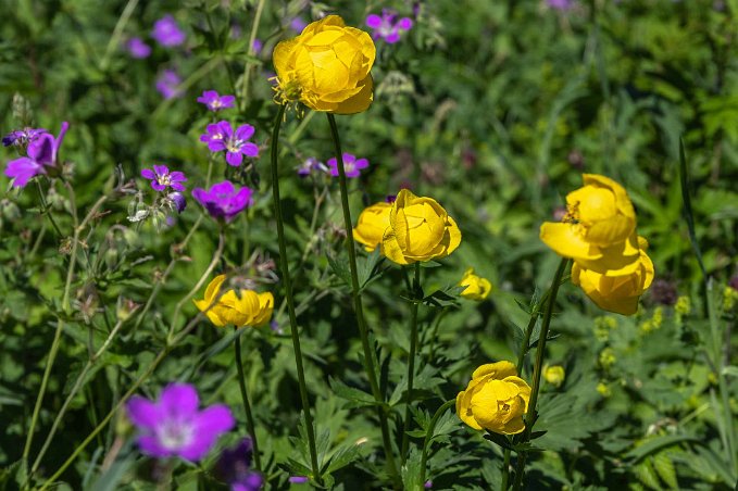 Smörboll Smörbollar (Trollius europaeus) i Björskogsnäs naturreservat .