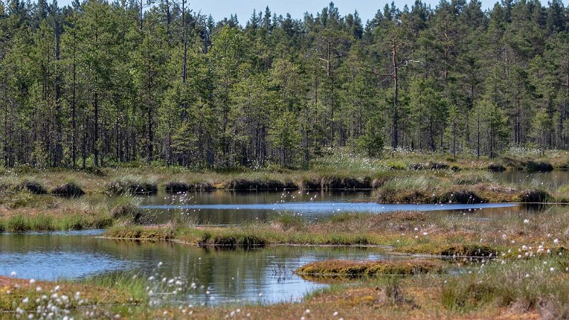 Gölar Gölar i Knuthöjdsmossen.