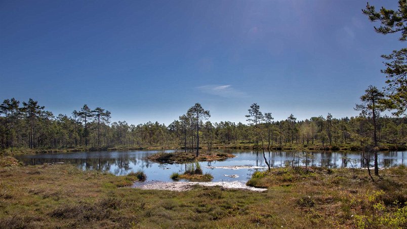Knuthöjdsmossen Göl i Knuthöjdsmossen, som framför allt är känd som häckningsplats för smålom, som gärna bygger sitt bo vid gölarna inom reservatet. Där finns det inte så...