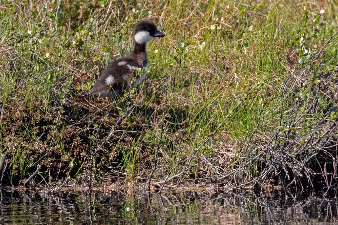 Knipunge Knipunge i Knuthöjdsmossen.