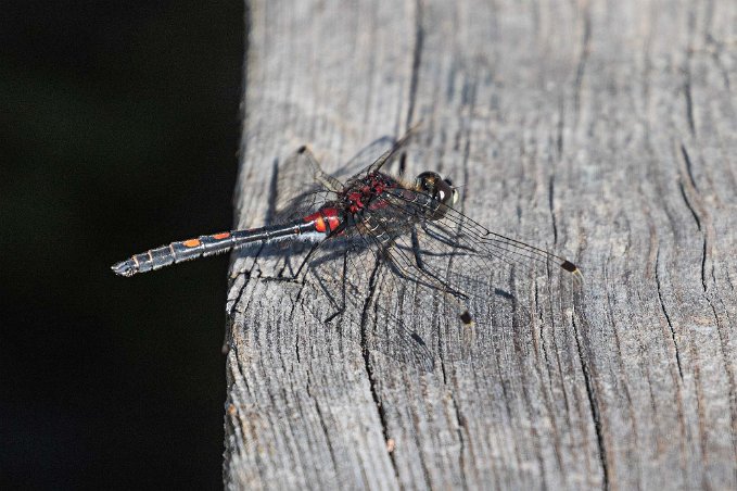 Myrtrollslända Myrtrollslända, hane, (Leucorrhinia dubia), även kallad mindre kärrtrollslända, i Knuthöjdsmossen.