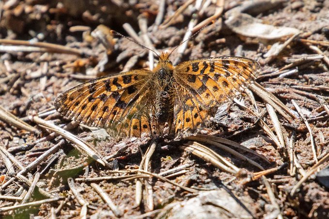 Prydlig pärlemorfjäril Prydlig pärlemorfjäril ( Boloria euphrosynel) i Knuthöjdsmossen. Larven lever på och äter av framför allt olika arter i violsläktet men även odon och skvattram.