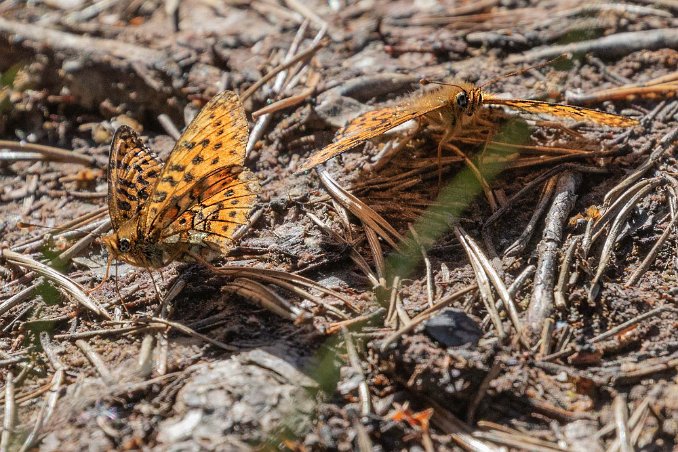 Prydlig pärlemorfjäril Prydlig pärlemorfjäril ( Boloria euphrosynel) i Knuthöjdsmossen.