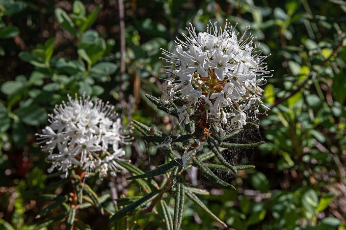 Skvattram Skvattram (Rhododendron tomentosum) i Knuthöjdsmossen.
