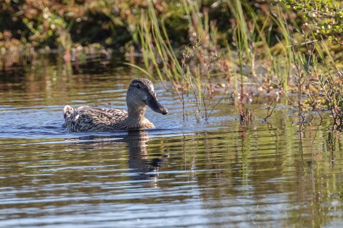 Snatterand Snatterand, hona, i en av gölarna i Knuthöjdsmossen.