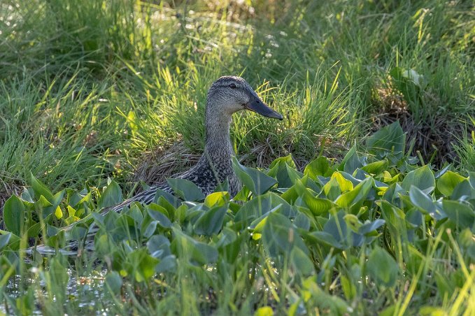 Snatterand Snatterand, hona, i en av gölarna i Knuthöjdsmossen.