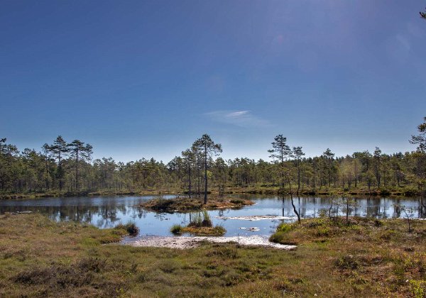 180531 Knuthöjdsmossen