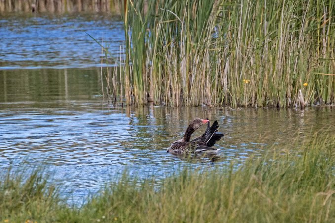 Grågås i Tåkern Grågås i Tåken vid vasshavet.