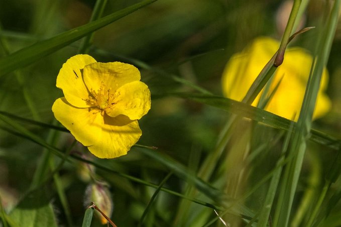 Solvända Solvända i Stocklycke äng.