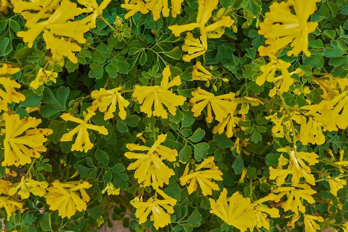 Nunneört Gul nunneört (Pseudofumaria lutea) i rabatt bakom klosterhotellet, tillhör familjen vallmoväxter. Den är en odlad art som förvildats i södra och mellersta...