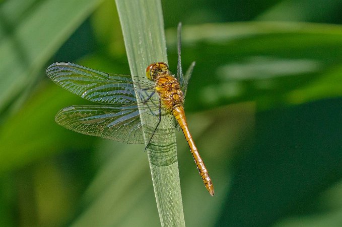 Större ängstrollslända Större ängstrollslända (Sympetrum striolatum), hona, vid Tåkern. Finns i stort sett alla rena och inte alltför skuggade typer av vattenmiljöer.
