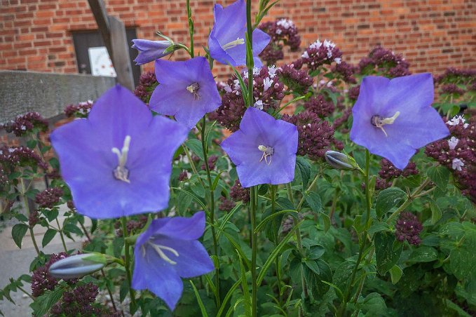 Stor blåklocka Stor blåklocka (Campanula persicifolia) i rabatt bakom klosterhotellet.