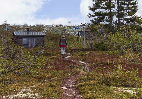 Fjällviol