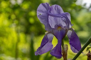 Tirana Iris (Iris) i igenvuxen trädgård vid ödehotell nedan för berget Datji. Namnet iris kommer ifrån det latinska ordet för regnbåge och det avslöjar just i hur...