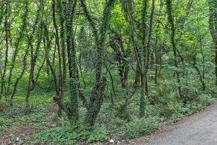 Murgröna Murgröna (Hedera helix) sveper in träden i skogen nedan för Dajti.